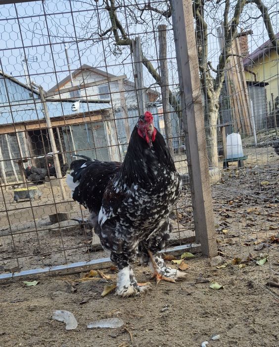 Vand/Schimb Cocos brahma  porțelan