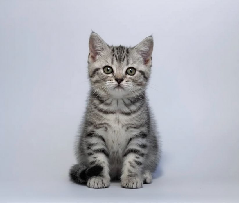 Продам котенка шотландский мальчик