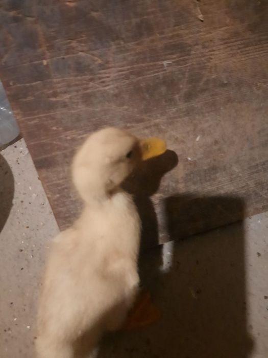 Ordakchalar sotiladi 1 oylik