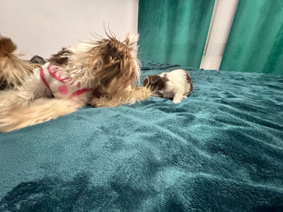 Бивер Йоркширски териер