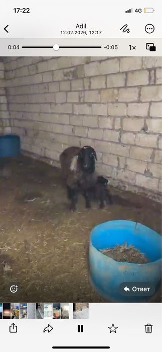 Қозылы қойлар сатылады