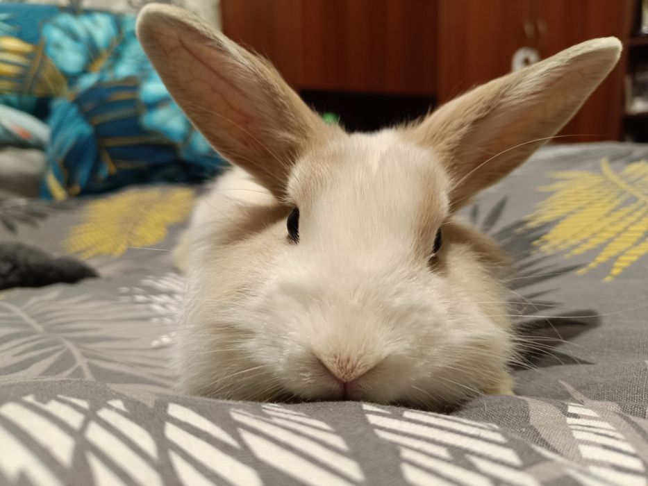 Декоративный кролик