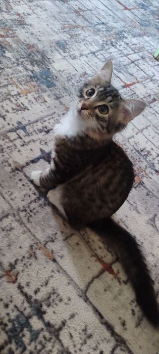 Продам кошечку девочка