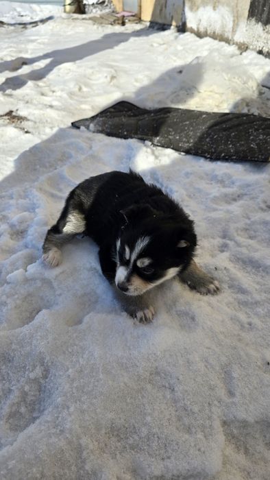 Щенки бесплатно.