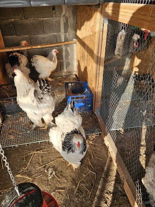 Oua incubat de la păsările din imagini