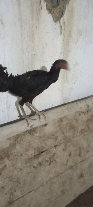 Kulangi tovuqlari sotiladi