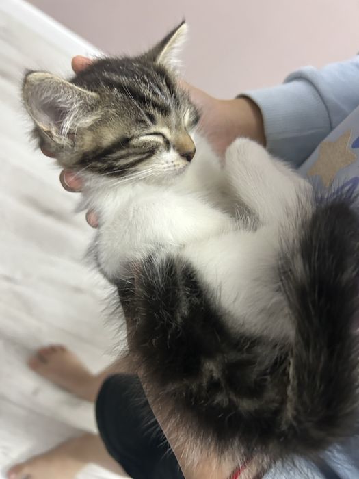 Продам котенка 4 месяца, девочка.