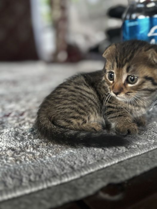 Котенок в хорошие руки