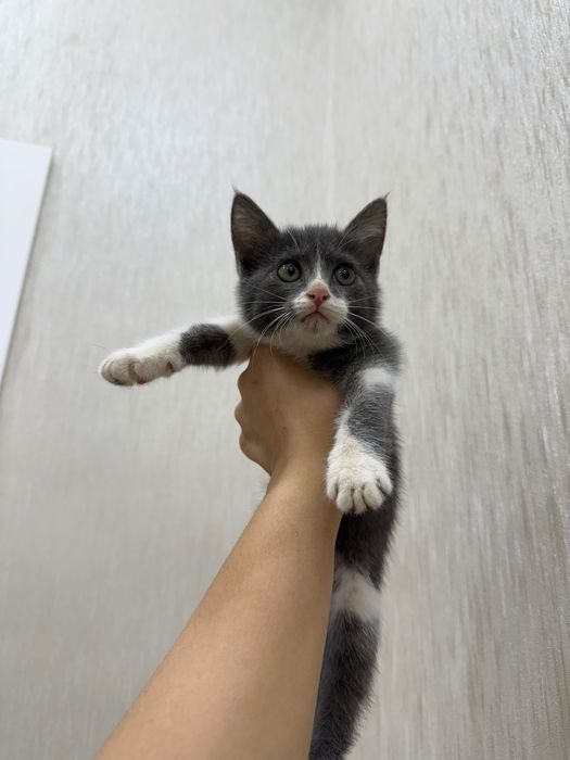 Продается котенок, только в добрые и ответственные руки