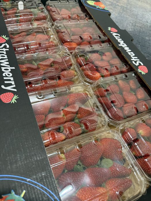 Клубника Египит