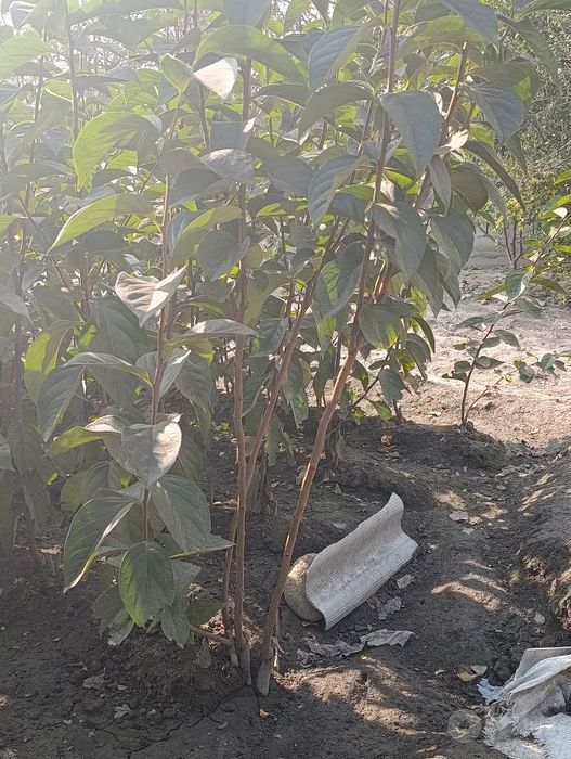 Xar xil xurmo, shaftoli, oʼrik, bodom, zontik tut kochatlari bor