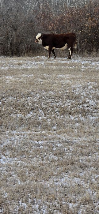 Бұқалар сатылады