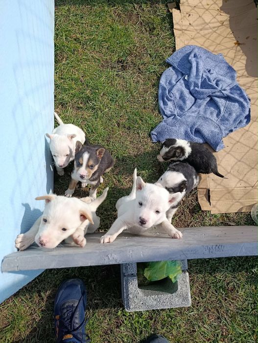 Малки кученца търсят дом