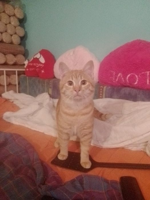 Garfield rotofeiul Donație