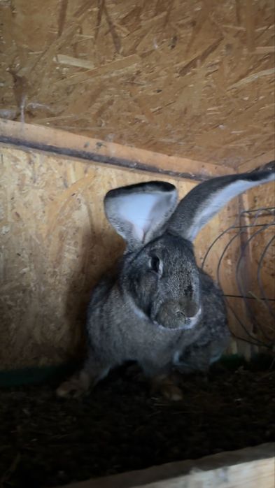 Femelă Uriaș German