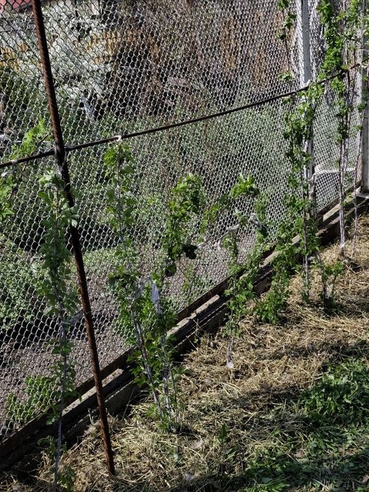 Малина черная настоящая