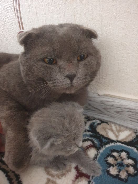 Кыз пышык сатылады