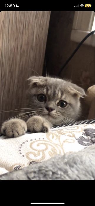 Связка с котом