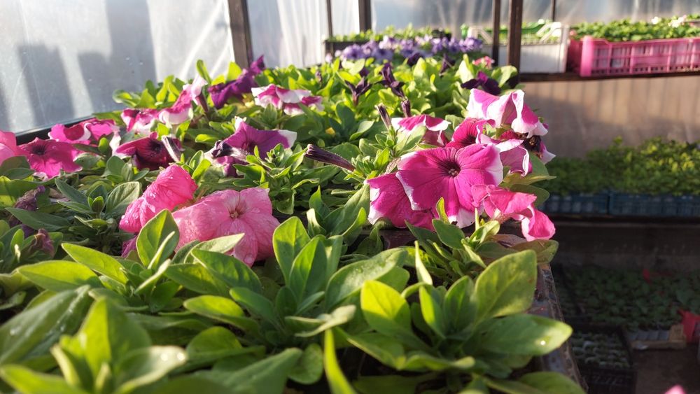 Петуния разная продам