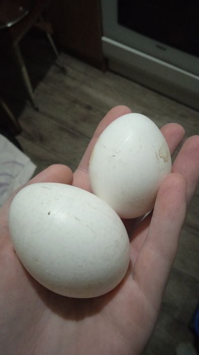 Продам яйца Темиртау