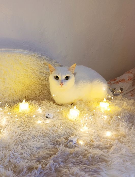 Кошечка в добрые руки