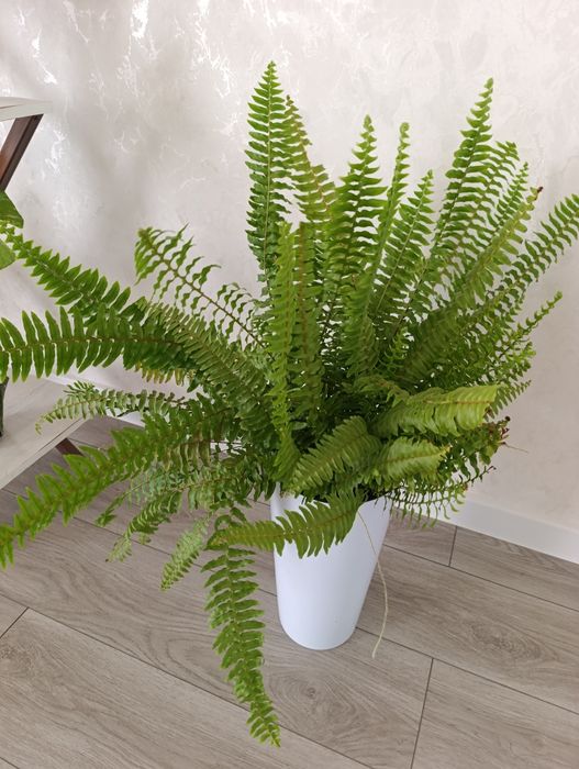 Продаётся большой папоротник