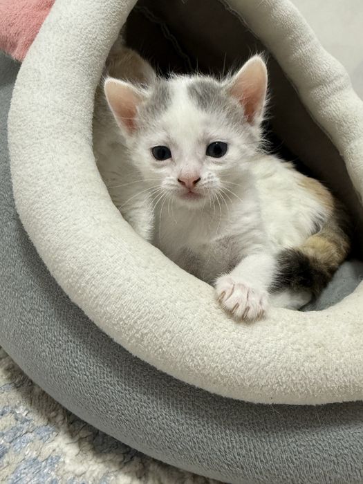 мысық үшеуіде қыз