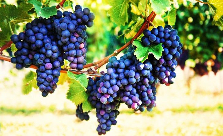 Vita de vie nobila altoita de vin neagra( 19 soiuri )i