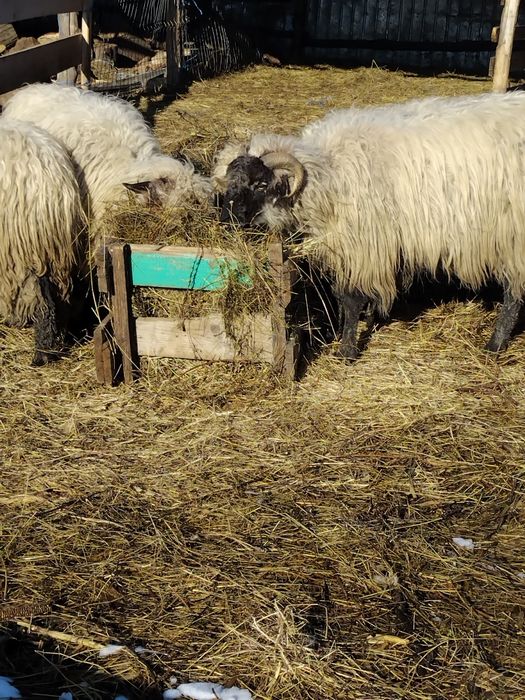 Oi de vinzare toate tinere depuse toate de fătare