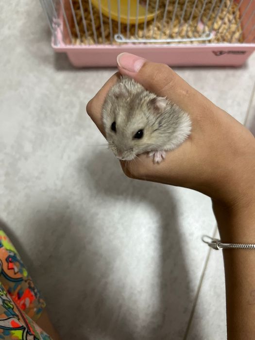 Хомяки девочки (2),вместе с клеткой и кормом