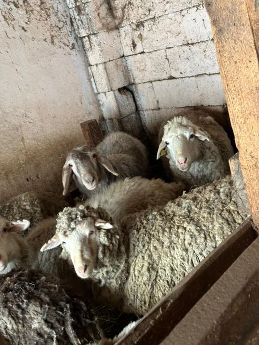 Продам баранов , кошкаров