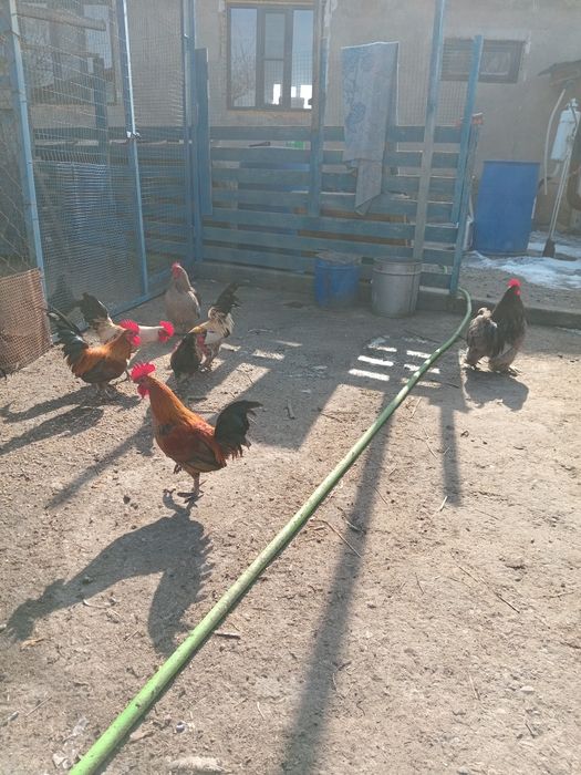 Продам карликов петухов