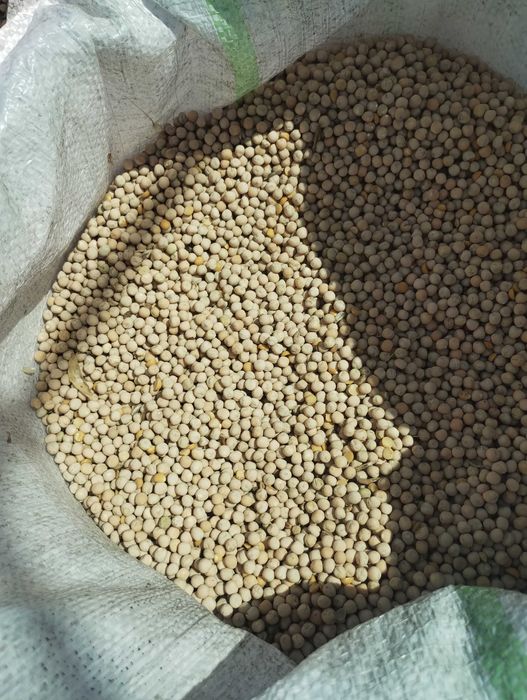 Mazăre furajeră de vânzare