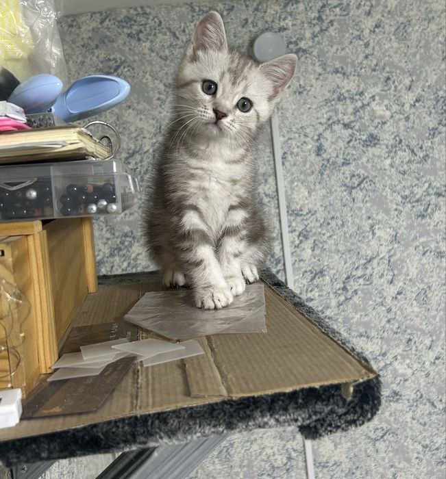 Продам котенка шотландец