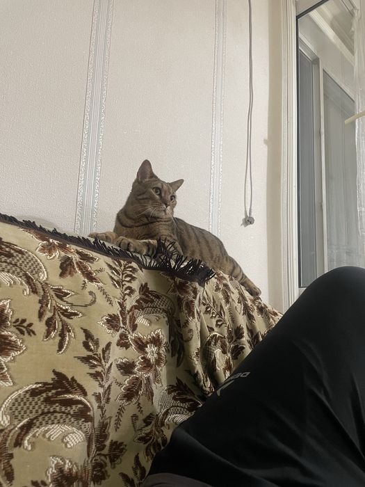 Отдам кота в добрые руки