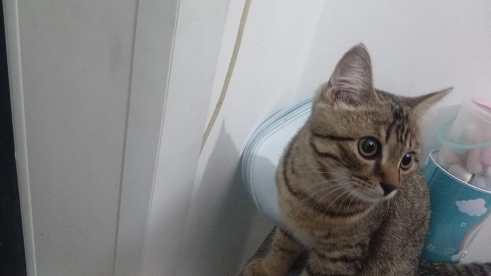 Отдам даром  кошку