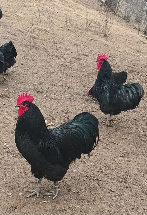 Oua de incubat ,Australorp negru și albastru