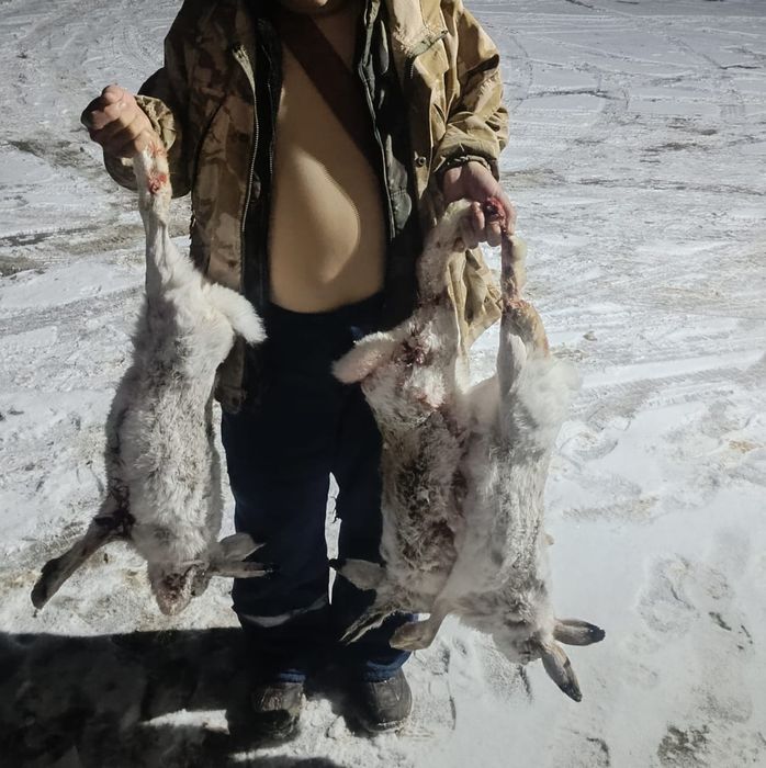 Мясо дикого Зайца