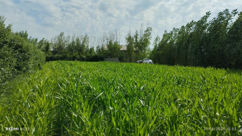 Ер участка сотилади 20 сотих шахарга 15-20 км. yir sotaman