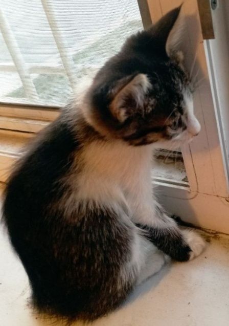 Котята бесплатно
