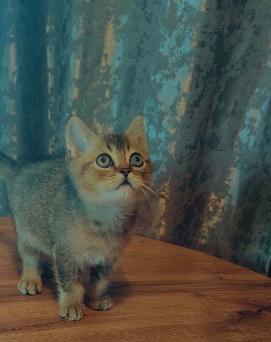 Элитные Котята от Шиншиллы