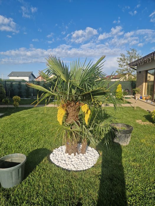 Gazonul Rulou Premium - Alegerea Perfectă pentru Grădina Ta!