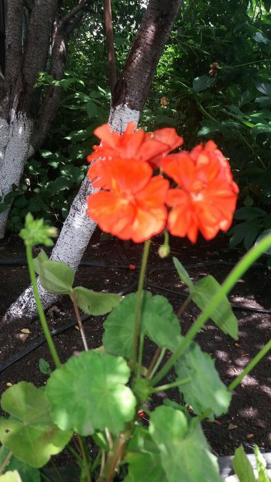 Продам герани, пеларгонии