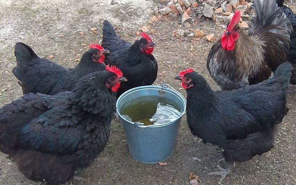 Астролорп румыния ва джерси гигант тухумлари сотилади.