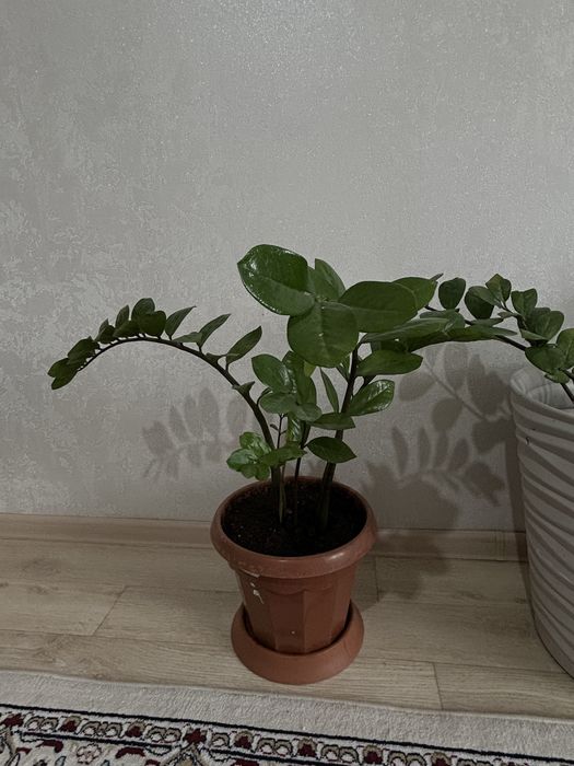 Продам комнатные цветы до