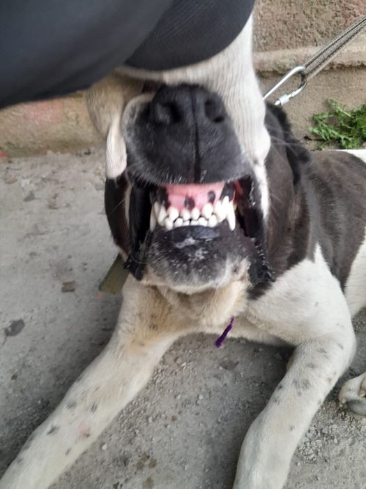 Среднеазиатская овчарка