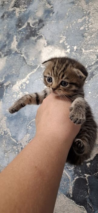 Шотландские скоттиш фолд мальчики