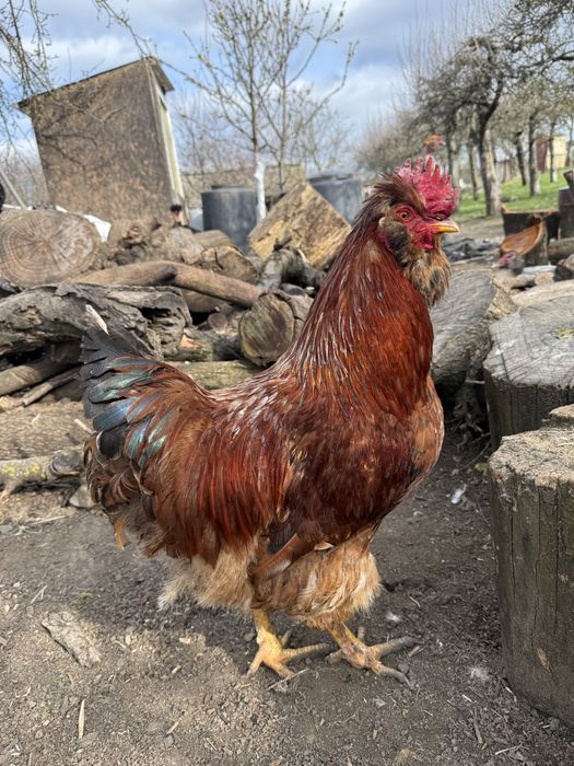 Vand sau schimb gaini motate incaltate barboase golase