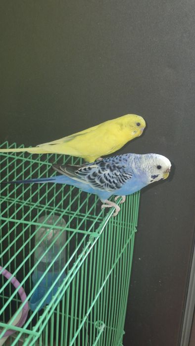 Волнистый папугай