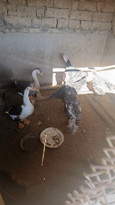 Товук хурозлар. Гоз. Куркалар сотилади